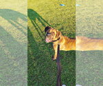 Small #1 Boxer Mix