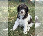 Small #1 Poodle (Standard)
