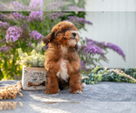 Small #1 Poovanese
