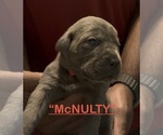 Litter of 8 - Male(s) and Female(s) Cane CorsoLitter of Puppies for Sale - Photo #13