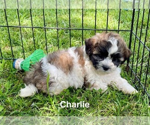 Zuchon Puppy for sale in MOUNT PLEASANT, MI, USA