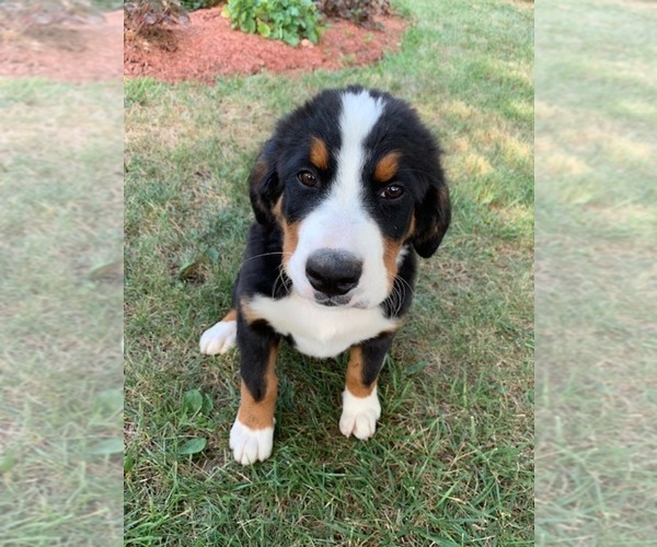 Medium Photo #3 Bernese Mountain Dog Puppy For Sale in ENON, OH, USA