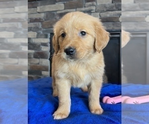 Golden Retriever Puppy for sale in NOBLESVILLE, IN, USA