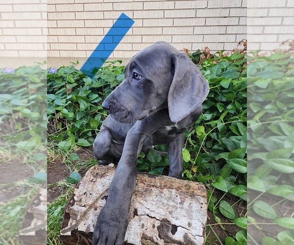 Medium Photo #1 Great Dane Puppy For Sale in OGDEN, UT, USA