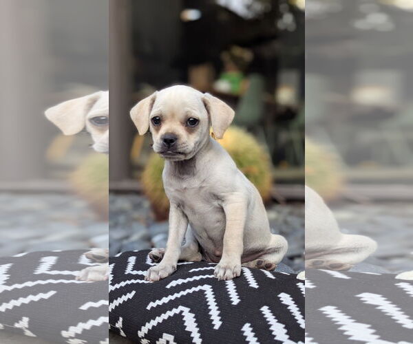 Medium Photo #2 Chihuahua Puppy For Sale in Menifee, CA, USA