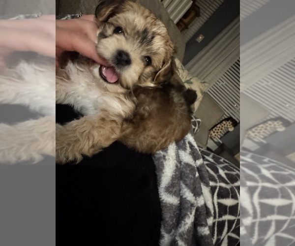 Medium Photo #1 Morkie Puppy For Sale in HOUSTON, TX, USA