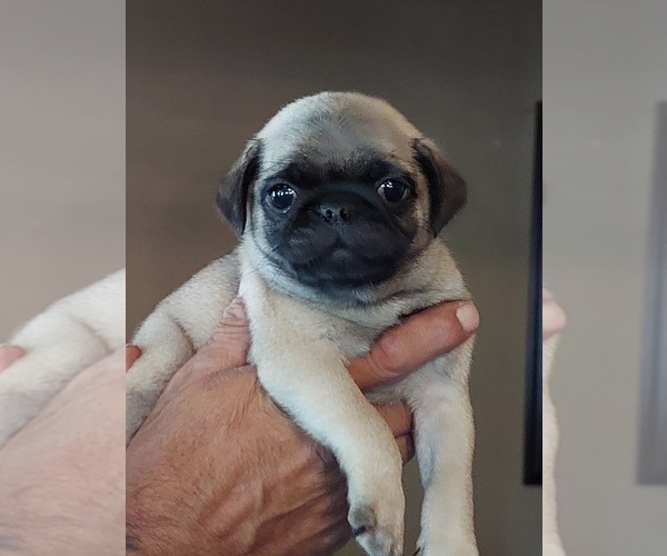 Medium Photo #1 Pug Puppy For Sale in COLUMBUS, MI, USA