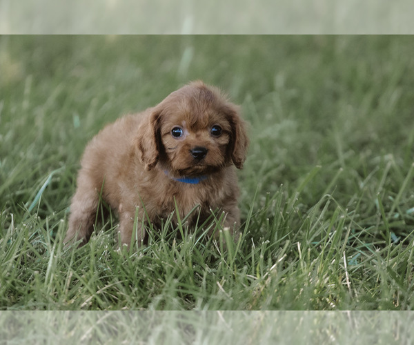 Medium Photo #1 Cavapoo Puppy For Sale in ELKTON, KY, USA