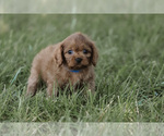 Small Photo #1 Cavapoo Puppy For Sale in ELKTON, KY, USA