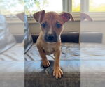 Small #3 American Staffordshire Terrier Mix