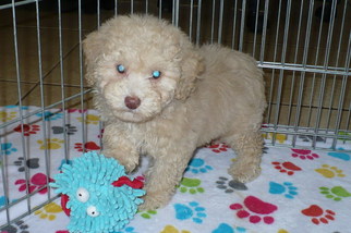 Maltese-Poodle (Toy) Mix Puppy for sale in TUCSON, AZ, USA