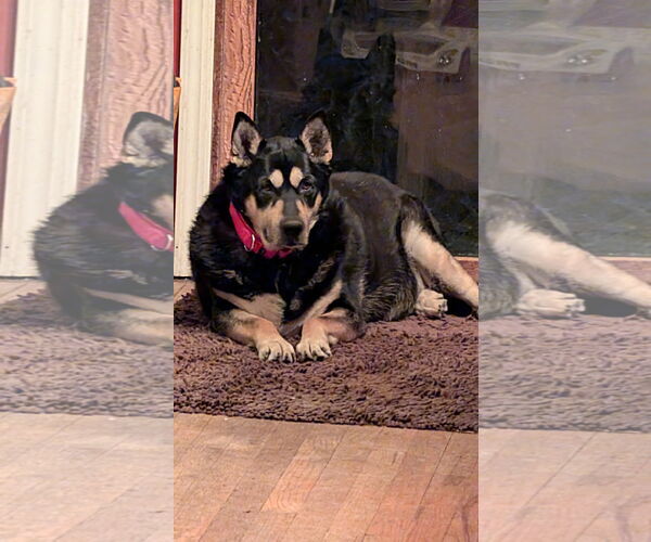 Medium Photo #1 Mutt Puppy For Sale in Rockaway, NJ, USA