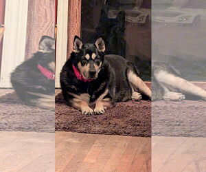 Mutt Dogs for adoption in Rockaway, NJ, USA