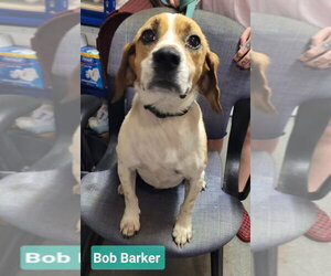 Beagle Dogs for adoption in Richmond, IN, USA
