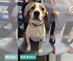 Small Beagle