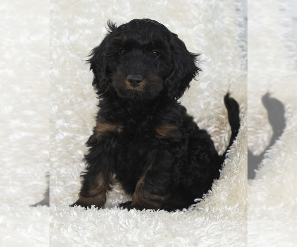 Medium Photo #3 Goldendoodle Puppy For Sale in TOPEKA, KS, USA