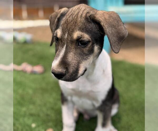 Medium Photo #2 Mutt Puppy For Sale in San Diego, CA, USA