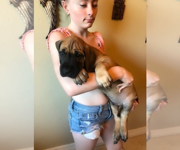 Medium Photo #5 Great Dane Puppy For Sale in NEDERLAND, TX, USA