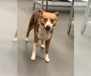 Border Collie Dogs for adoption in Corpus Christi, TX, USA