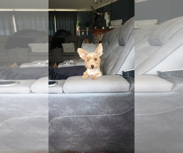 Medium Photo #1 Yorkshire Terrier Puppy For Sale in BENSON, NC, USA