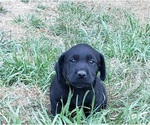Small #17 Labrador Retriever