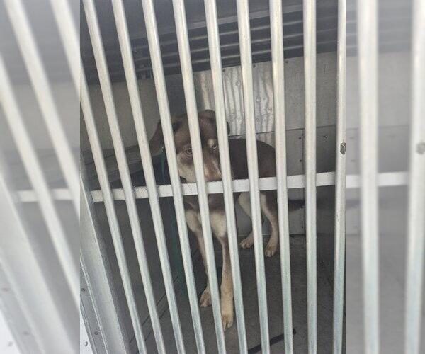 Medium Photo #1 Australian Shepherd-Unknown Mix Puppy For Sale in St. Cloud, FL, USA