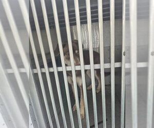 Australian Shepherd-Unknown Mix Dogs for adoption in St. Cloud, FL, USA