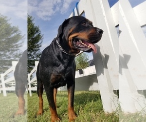 Mother of the Rottweiler puppies born on 02/23/2022