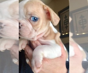 French Bulldog Puppy for sale in ROCKWALL, TX, USA