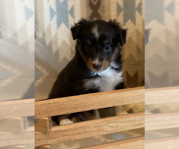Medium Photo #2 Shel-Aussie Puppy For Sale in FORT MORGAN, CO, USA