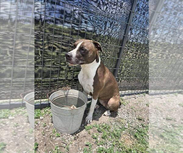 Medium Photo #4 Mutt Puppy For Sale in Abbeville, LA, USA
