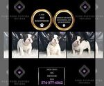 Small Photo #68 French Bulldog Puppy For Sale in WARSAW, IN, USA
