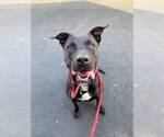Small #8 Labrador Retriever Mix