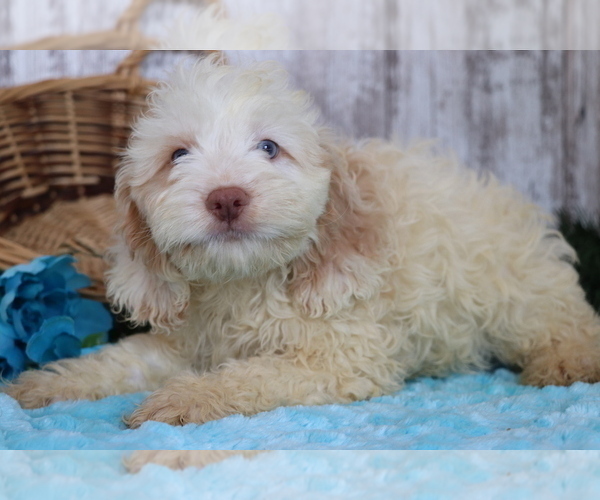 Medium Photo #3 Cocker Spaniel-Poodle (Miniature) Mix Puppy For Sale in SHILOH, OH, USA