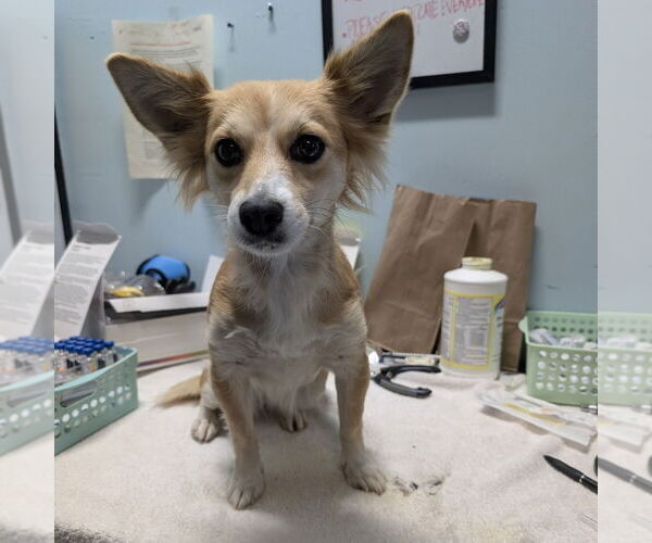 Medium Photo #1 Colonial Cocker Spaniel-Papillon Mix Puppy For Sale in Chico, CA, USA