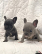 Small Photo #2 French Bulldog Puppy For Sale in NEWMAN, CA, USA
