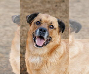 Chow Chow-Golden Retriever Mix Dogs for adoption in McKinney, TX, USA