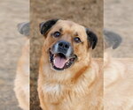 Small Chow Chow-Golden Retriever Mix