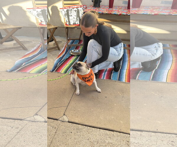 Medium Photo #3 French Bulldog Puppy For Sale in San Diego, CA, USA