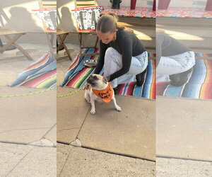 Petunia - Female French Bulldog Dog for Adoption - Photo #3