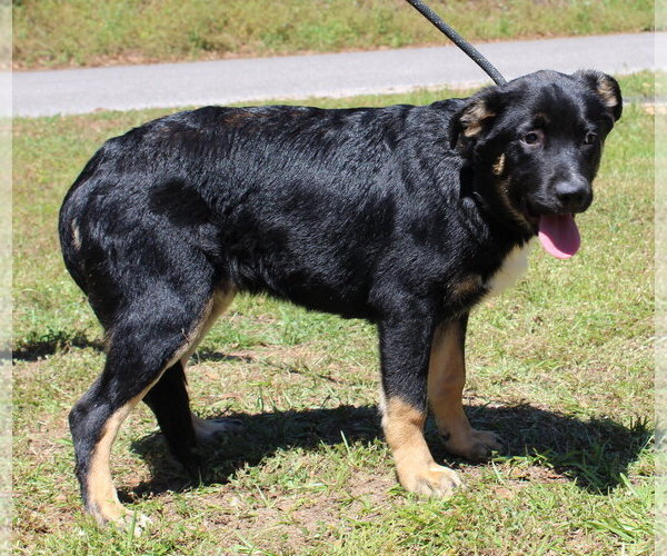Medium Photo #3 Rottweiler-Unknown Mix Puppy For Sale in Prattville, AL, USA