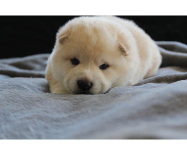 Medium Photo #5 Shiba Inu Puppy For Sale in VIRGINIA BCH, VA, USA
