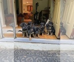 Small #10 German Shepherd Dog