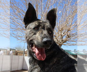 Cleo-Patra-got long term Foster! - Female Holland Shepherd Dog for Adoption - Photo #12