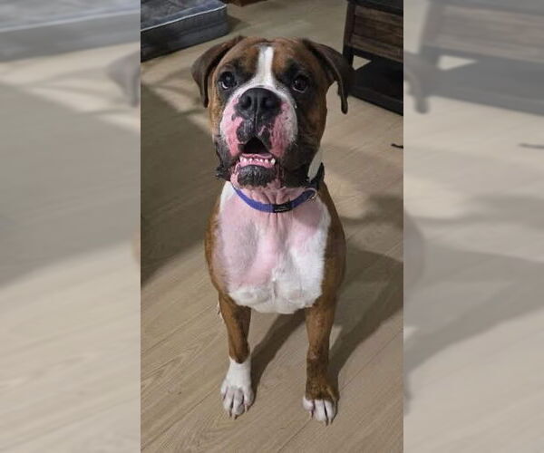 Medium Photo #2 Boxer Puppy For Sale in Brights Grove, Ontario, Canada