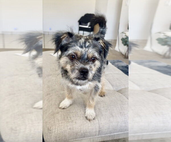 Medium Photo #1 Border Terrier-Unknown Mix Puppy For Sale in Brewster, NY, USA