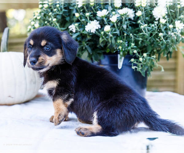 Medium Photo #6 Dorgi Puppy For Sale in WAKARUSA, IN, USA