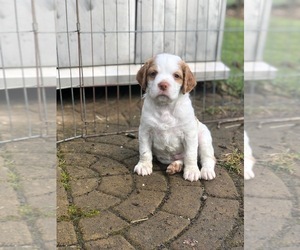Brittany Puppy for sale in FREDONIA, NY, USA