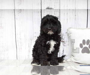 Goldendoodle (Miniature) Puppy for sale in MARIETTA, GA, USA