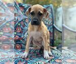 Small #5 Mutt